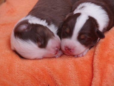 İki köpek yavrusu battaniyenin üzerinde uyuyor. Biri kahverengi ve beyaz, diğeri kahverengi ve siyah.