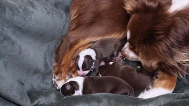 Anne köpek yavrularını emziriyor. Yavrular kahverengi ve beyaz. Hepsi battaniyenin üzerinde uyuyor.