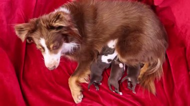 Kahverengi ve beyaz köpek sırtında yavru bir köpekle kırmızı bir battaniyenin üzerinde uzanıyor. Anne köpek bebeğini emziriyor.