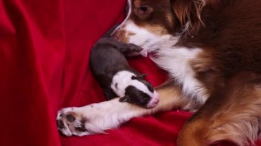 Kahverengi ve beyaz köpek sırtında küçük bir köpek yavrusuyla kırmızı bir battaniyenin üzerinde uzanıyor. Yavru köpek anne köpek tarafından besleniyor.