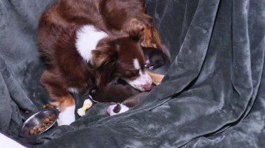 Anne köpek yavrularıyla birlikte battaniyeye uzanıyor. Yavrular uyuyor ve anne köpek yemek yiyor.