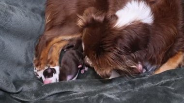 Kahverengi ve beyaz köpek yeşil bir battaniyenin üzerinde uyuyor. Köpek yan yatar ve başı patilerinin üzerinde dinlenir.