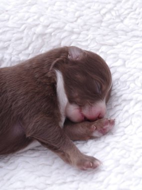 Kahverengi köpek yavrusu beyaz bir battaniyenin üzerinde uyuyor. Yavru köpek küçük ve sevimli. Battaniye yumuşak ve kabarık