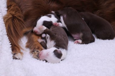 Yavru köpekler yumuşak, beyaz bir battaniyenin üzerinde dinleniyorlar. Kahverengi ve beyaz renklerin karışımı. Battaniye kabarık ve yavruların uyuması için rahat bir yüzey sağlıyor.