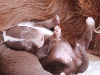 Küçük kahverengi köpek yavrusu annesinden emziriyor. Yavru köpek yan yatmış, başı annesinin göğsünde dinleniyor. Anne köpek yavrusuna yiyecek ve konfor sağlıyor.