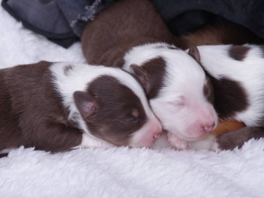 İki köpek yavrusu beyaz bir battaniyenin üzerinde uyuyor. Biri kahverengi ve beyaz, diğeri kahverengi ve siyah.