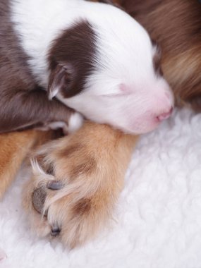 Küçük kahverengi ve beyaz köpek yavrusu kıvrılır ve beyaz bir battaniyenin üzerinde uyur. Battaniye yumuşak ve kabarık, yavru köpeğin dinlenmesi için rahat bir yer sağlıyor. Yavruların gözleri kapalı.