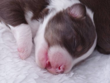 Şirin kahverengi ve beyaz köpek yavrusu yumuşak, beyaz bir battaniyenin üzerinde huzur içinde uyuyor. Yavruların gözleri kapalı, ve vücudu kıvrılmış, rahat ve sevimli bir sahne yaratıyor.