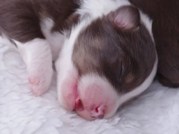 Şirin kahverengi ve beyaz köpek yavrusu yumuşak, beyaz bir battaniyenin üzerinde huzur içinde uyuyor. Yavruların gözleri kapalı, ve vücudu kıvrılmış, rahat ve sevimli bir sahne yaratıyor.