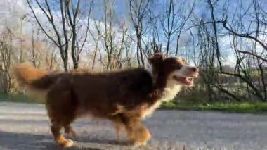 Kahverengi ve beyaz köpek yolda yürüyor. Köpek mutlu ve yürüyüşünün tadını çıkarıyor.