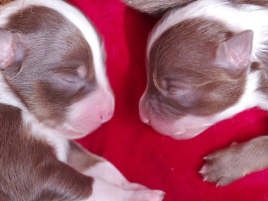 İki köpek yavrusu kırmızı bir battaniyenin üzerinde uyuyor. Yavrular kahverengi ve beyaz.