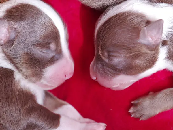 İki köpek yavrusu kırmızı bir battaniyenin üzerinde uyuyor. Yavrular kahverengi ve beyaz.