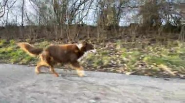 Yolda koşan iki köpek. Biri kahverengi ve beyaz ve diğeri kahverengi. Köpekler birlikte koşuyor ve eğleniyor gibi görünüyorlar.