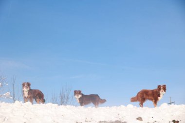 Üç köpek karlı bir tepede duruyor, mavi gökyüzüne bakıyor. Köpekler kış manzarasının tadını çıkarırken manzara huzurlu ve huzurlu.. .