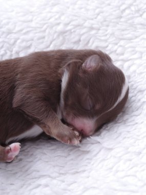 Kahverengi köpek yavrusu beyaz bir battaniyenin üzerinde uyuyor. Yavru köpek küçük ve sevimli. Battaniye yumuşak ve kabarık