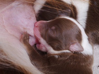 Yavru bir köpek annesinden emziriyor.