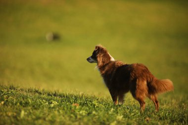 Kahverengi ve beyaz köpek çimenli bir arazide duruyor. Köpek sağa bakıyor.