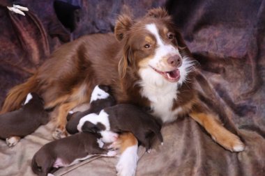 Kahverengi ve beyaz köpek yavrularıyla birlikte bir battaniyenin üzerinde yatıyor. Köpek gülümsüyor ve anın tadını çıkarıyor.