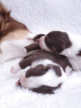 Kahverengi ve beyaz köpek yavrusu beyaz bir battaniyenin üzerinde yatıyor. Yavru köpek uyuyor ve etrafı iki yavru köpekle çevrili.