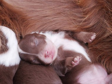 Kahverengi ve beyaz köpek yavrusu diğer iki köpek yavrusunun arasında uyuyor. Yavruların hepsi kıvrılıp dinleniyor.