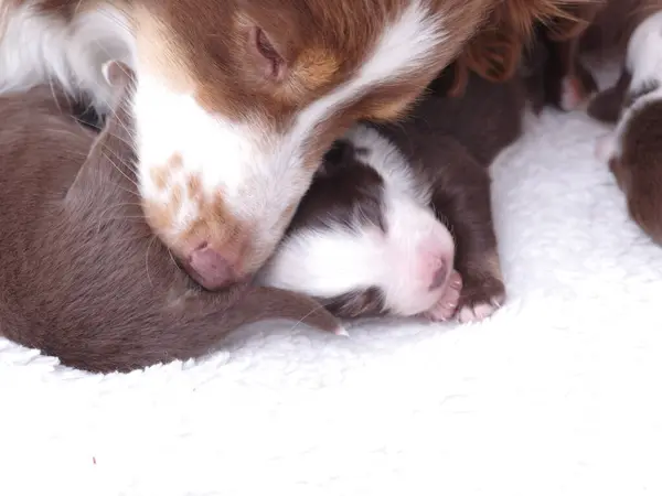 Anne köpek yavrularının yanına uzanıyor. Yavrular uyuyor ve anne köpek onları sıcak tutuyor.