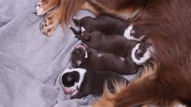 Anne köpek yavrularını emziriyor. Yavrular kahverengi ve beyaz. Yavrular çok küçük ve sevimli.
