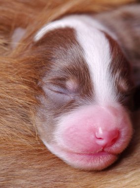 Bir köpek yavrusu başı annesinin göğsünde uyuyor. Yavrunun pembe bir burnu var ve topun içine kıvrılmış.