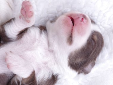 Köpek yavrusu beyaz bir battaniyenin üzerinde uyuyor. Yavru köpek sevimli ve sevimli.