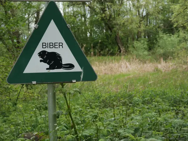 Üzerinde siyah beyaz kunduz resmi ve Biber kelimesi olan yeşil bir tabela. İşaret ormanlık bir alanda.