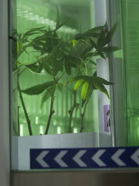 Yeşil kenevir bitkisi cam bir kapta yetişiyor. Konteynır bir buzdolabına konur.