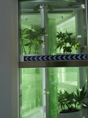 Yeşil kenevir bitkisi cam bir kapta yetişiyor. Konteynır bir buzdolabına konur.