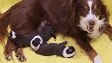 Köpek, dört köpek yavrusuyla sarı bir battaniyenin üzerinde yatıyor. Anne köpek kameraya bakıyor.