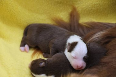 Kahverengi ve beyaz köpek yavrusu sarı bir battaniyenin üzerinde uyuyor. Battaniyenin üzerinde uyuyan iki yavru daha var.