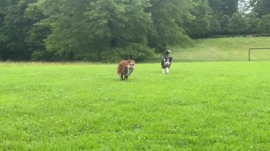 Çimenli bir alanda iki köpek koşuyor. Biri kahverengi, diğeri siyah ve beyaz.