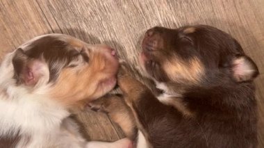 İki köpek yavrusu tahta bir zeminde uyuyor. Bir tanesi kahverengi ve beyaz. Diğeri kahverengi ve siyah.