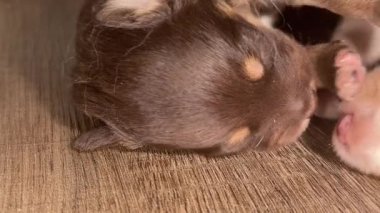 Kahverengi ve beyaz köpek yavrusu ahşap bir zeminde uyuyor. Yavru köpek küçük ve sevimli.