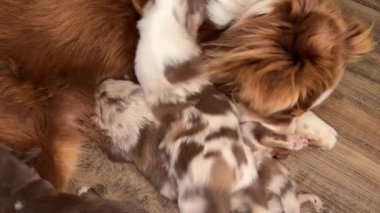Bir grup köpek yerde yatıyor, bir tanesi kahverengi ve beyaz. Diğer köpekler de kahverengi ve beyaz.