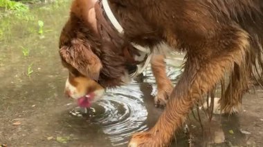 Kahverengi köpek su birikintisinden su içiyor. Köpek dilini yalıyor ve soğuk suyun tadını çıkarıyor.