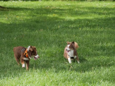 Çimenli bir arazide iki köpek oynuyor. Köpeklerden biri kırmızı bir bandana takıyor.