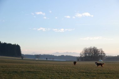 Bir köpek iki inekle bir tarlada koşuyor. Gökyüzü mavi ve güneş parlıyor.. .