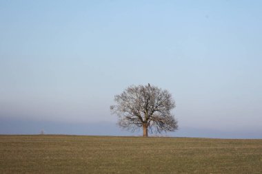 Çimen tarlasında yalnız bir ağaç duruyor. Gökyüzü açık ve mavi, ve ağaç çıplak.. .