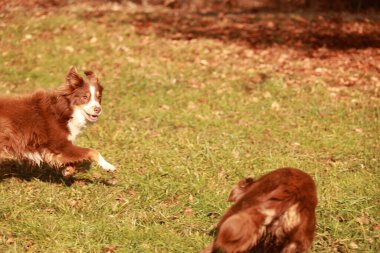Çimenli bir arazide iki köpek oynuyor. Köpeklerden biri kahverengi ve beyazdır, diğeri kahverengidir.. .
