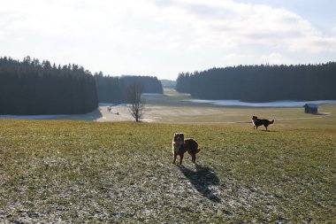 İki köpek, çimenli bir arazide karlı bir zeminde yakalama oyununun keyfini çıkarıyorlar. Sahne sakin ve sakin. Köpekler mutlu bir şekilde etrafta koşuşturuyor ve açık alanda oynuyorlar.. .