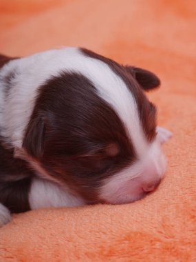 Küçük kahverengi ve beyaz köpek yavrusu battaniyenin üzerinde uyuyor. Yavru köpek kıvrıldı ve başını battaniyeye koydu.