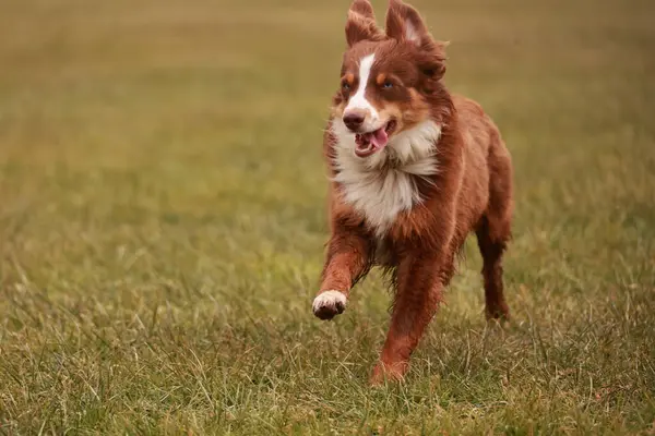 Kahverengi ve beyaz bir köpek bir çimen tarlasında koşuyor. Köpek mutlu ve enerjik, dışarıda eğleniyor.. .
