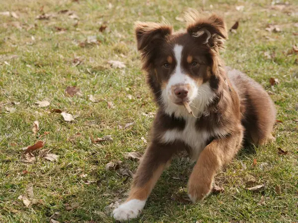 Kahverengi ve beyaz köpek çimlerin üzerinde uzanıyor. Köpek kameraya bakıyor ve rahatlıyor.