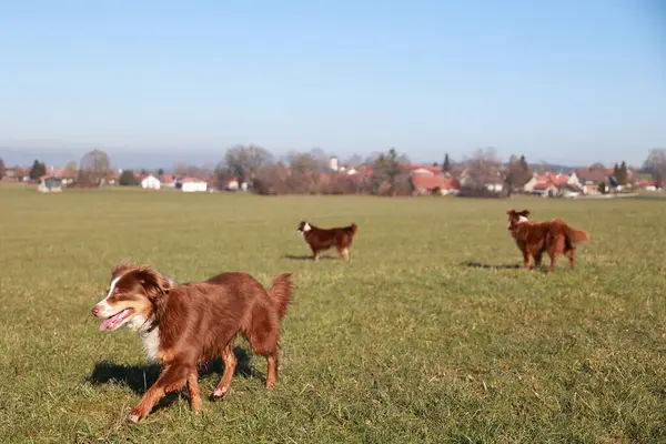 Bir tarlada üç köpek koşuyor. Köpeklerden biri tasma takıyor. Köpekler kahverengi ve beyaz.. .