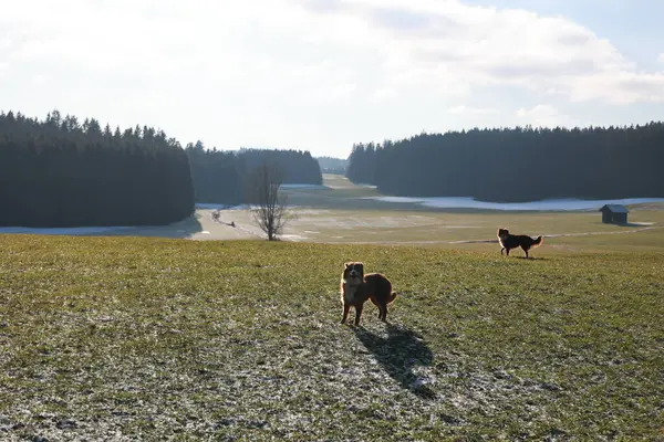 İki köpek, çimenli bir arazide karlı bir zeminde yakalama oyununun keyfini çıkarıyorlar. Sahne sakin ve sakin. Köpekler mutlu bir şekilde etrafta koşuşturuyor ve açık alanda oynuyorlar.. .