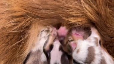 Anne köpek yavrularını emziriyor. Yavrular küçük ve kahverengidir. Anne köpek uzanıyor ve yavrular sırt üstü uzanıyor.