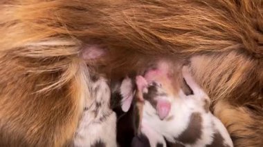 Anne köpek yavrularını emziriyor. Yavrular küçük ve kahverengidir. Anne köpek uzanıyor ve yavrular sırt üstü uzanıyor.